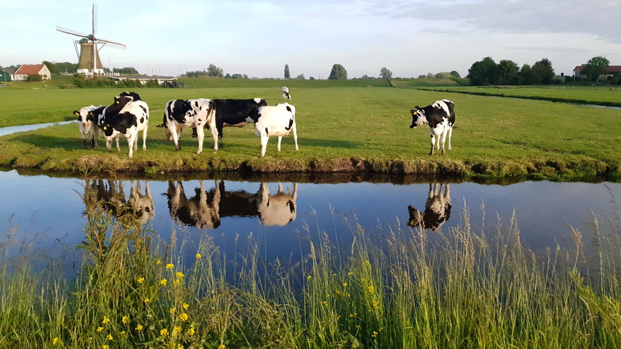 In de polder