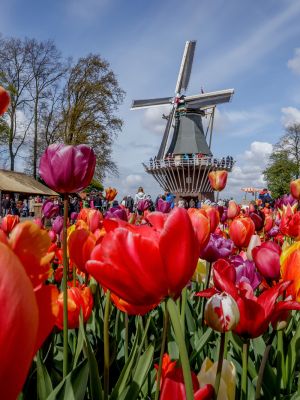 Keukenhof