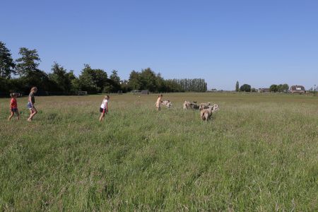 Achter de schapen aan